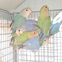 Inseparabili roseicollis