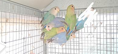 Inseparabili roseicollis