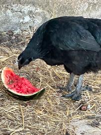 Vedo coppia di Cemani