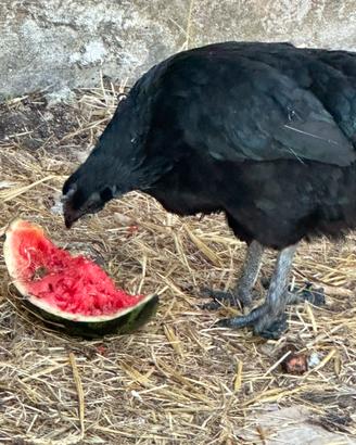 Vedo coppia di Cemani