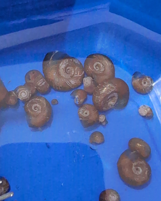 Planorbarius red