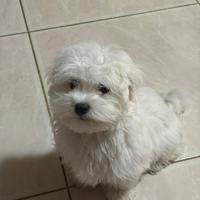 Cucciola di maltese