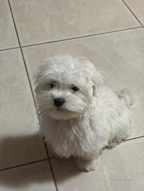 Cucciola di maltese