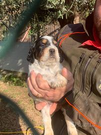 Cuccioli di setter inglese alta genealogia
