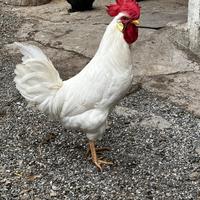 Gallo livornese