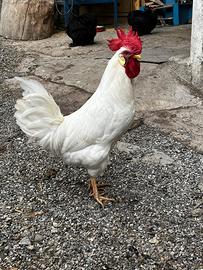 Gallo livornese