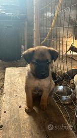 Cucciolo Maschio di Pastore Belga Malinois