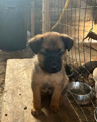 Cucciolo Maschio di Pastore Belga Malinois