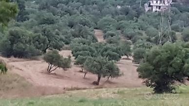 Terreno agricolo in zona panoramica