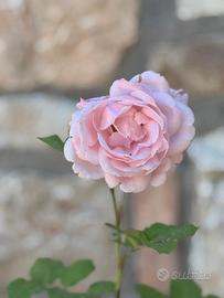 Rosa Piante 