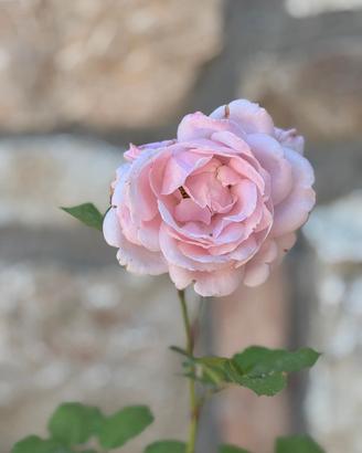 Rosa Piante 
