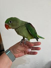 Parrocchetto alessandrino allevati a mano