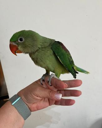 Parrocchetto alessandrino allevati a mano