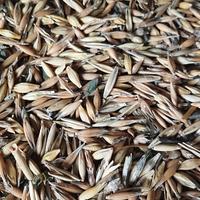 Seme avena 3 tipi e loietto x alimentazione  caval