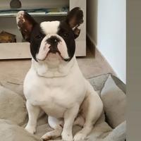 Bulldog francese Maschio ENCI per cucciolate