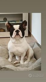 Bulldog francese Maschio ENCI per cucciolate