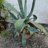 agave