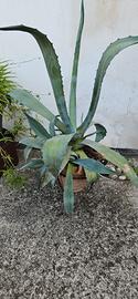 agave