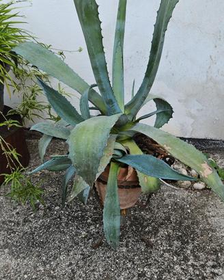 agave