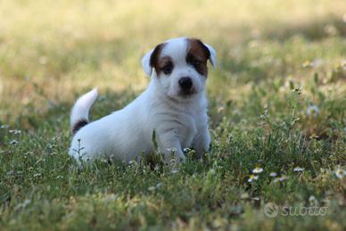 Cuccioli jack russell terrier con pedigree