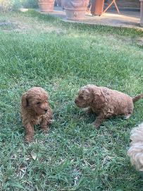 Cuccioli di barbone nano con pedigree
