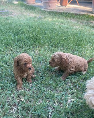 Cuccioli di barbone nano con pedigree