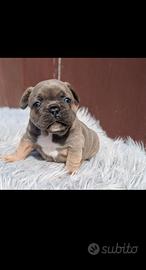 Bulldog francese blu and tan