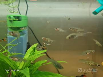 Pesci Molly e Endler acquario
