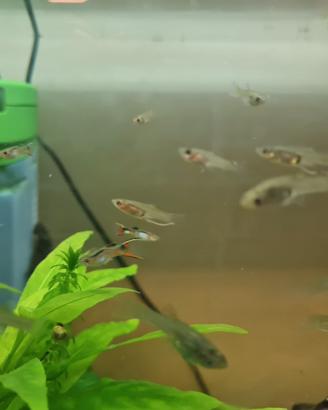 Pesci Molly e Endler acquario