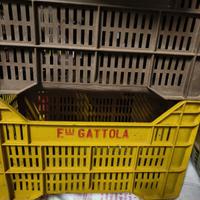 Cassette Raccolta Olive n°50