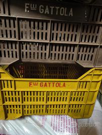 Cassette Raccolta Olive n°50