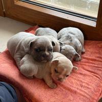 Cuccioli di bulldog francese