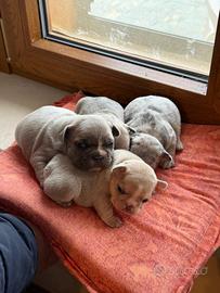 Cuccioli di bulldog francese