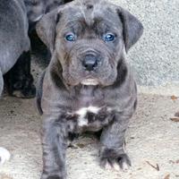 Cucciola Cane Corso
