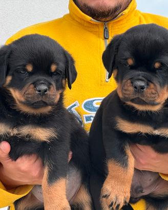 Rottweiler cuccioli