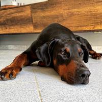 DOBERMANN Maschio da accoppiamento
