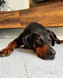 DOBERMANN Maschio da accoppiamento