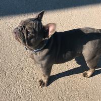 Bulldog francese blu/tan/lilac per monte