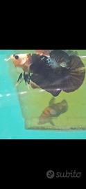 Pesce Betta avatar black copper