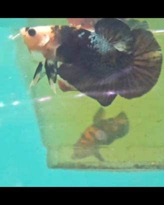 Pesce Betta avatar black copper