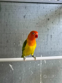 Inseparabili fischer