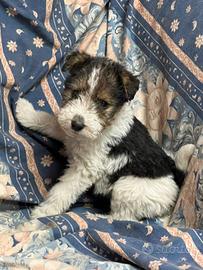 fox terrier 