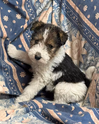 fox terrier 