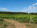 azienda-agrituristica-con-16-ha-di-vigneto-siena