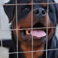 Rottweiler Pedigree Enci