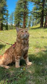 Maine Coon maschio per monta