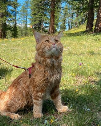 Maine Coon maschio per monta