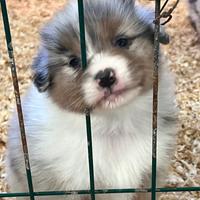 Pastore Australiano allevamento