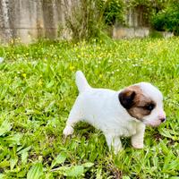 Jack Russell alta genealogia