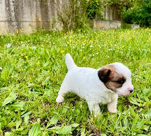 Jack Russell alta genealogia